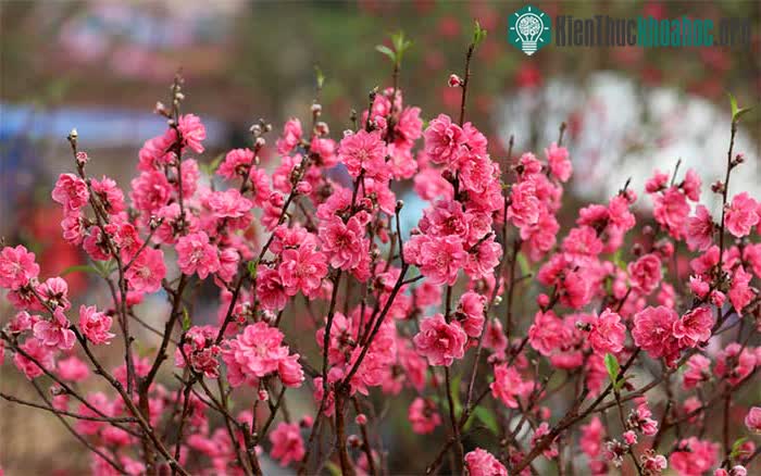 Màu hồng của hoa đào luôn gợi lên sự tươi mới, vui vẻ và hạnh phúc.