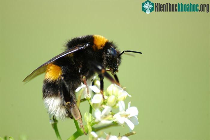 Ong đất