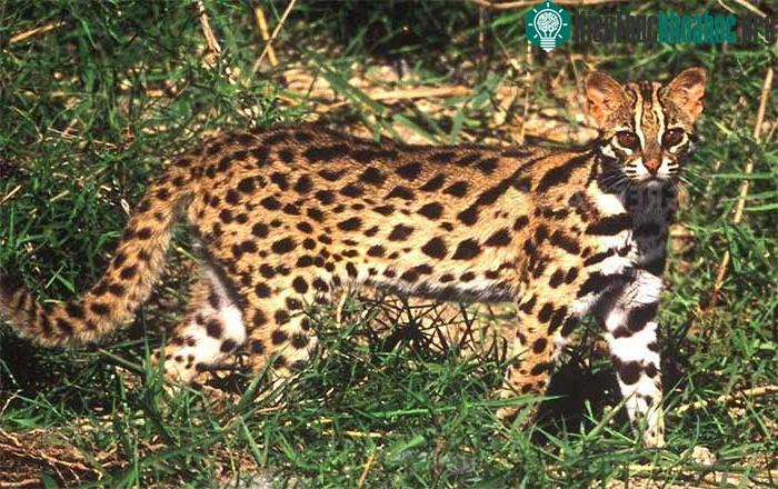 Mèo rừng Prionailurus bengalensis được phát hiện ở Trung Quốc.