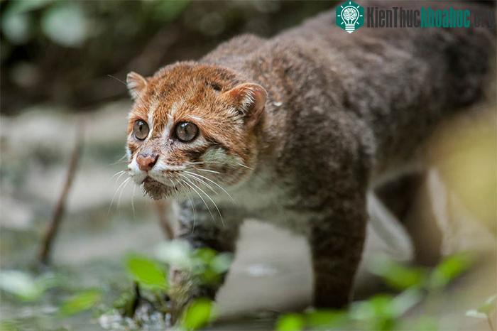 Mèo đầu dẹt Prionailurus planiceps.