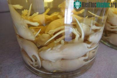 Rượu chuột bao tử