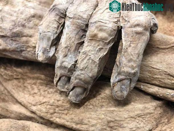 Các móng tay nguyên vẹn của cụ bà cho thấy độ bảo quản cực tốt của xác ướp