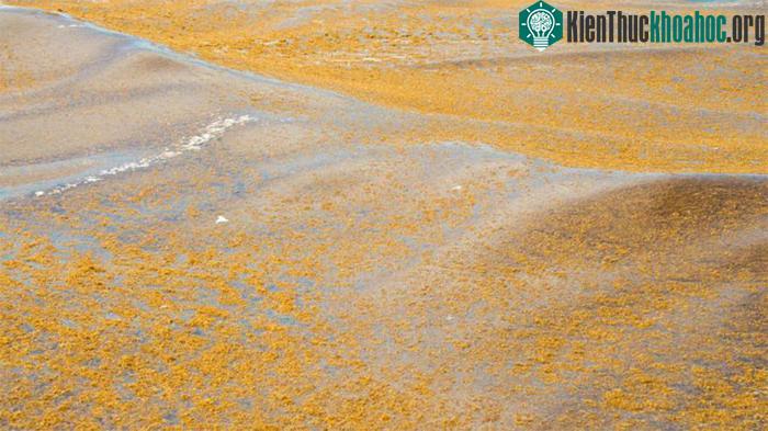 "Thủy triều vàng" sargassum