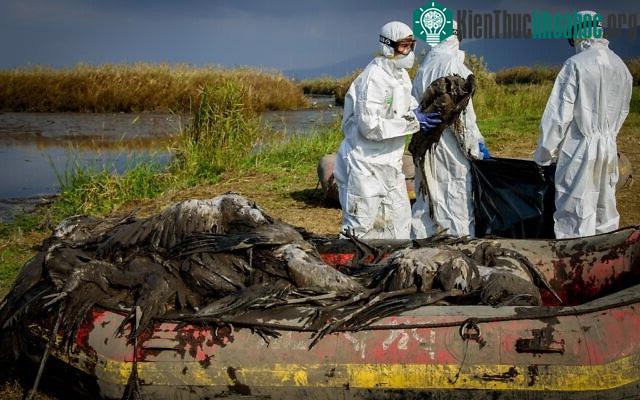 Cúm gia cầm đang bùng phát mạnh ở nhiều quốc gia