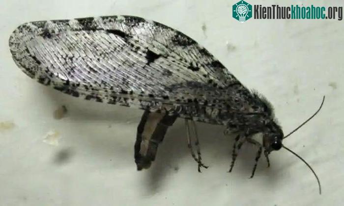 Bọ cánh cứng khổng lồ Polystoechotes punctatus