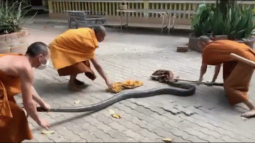 &nbsp;Các nhà sư đã hợp sức cùng nhau bắt con trăn.&nbsp;