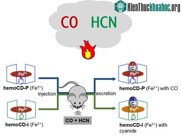 Hiệu quả và độ an toàn của hợp chất này đã được xác nhận thông qua các thử nghiệm trên chuột.
