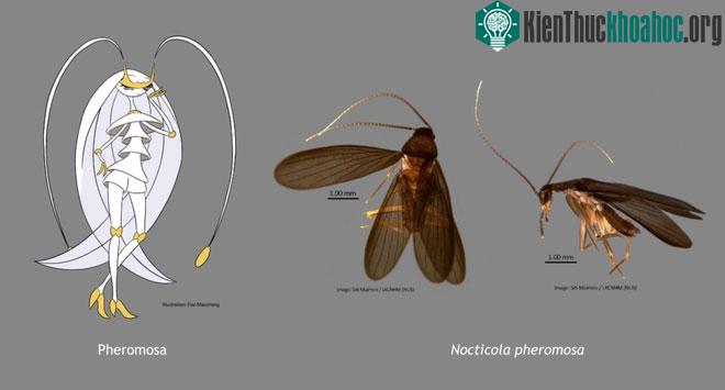 Nhân vật Pheromosa trong loạt game Pokémon.