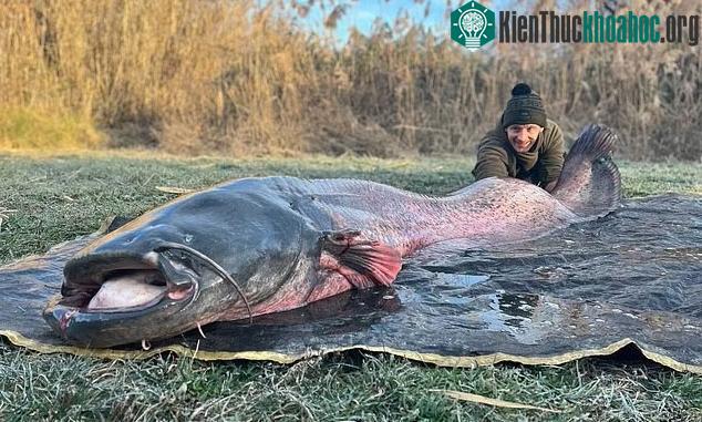 Anh Ditch Ballard bên con cá 100kg mà anh bắt được.