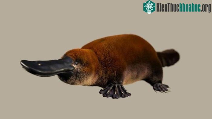 Hình minh họa của một nghệ sĩ về hình dạng của Patagorhynchus pascuali.
