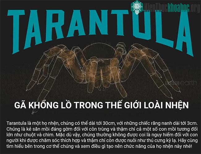 Những sự thật thú vị về loài nhện Tarantula