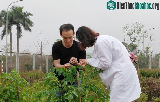 Thành viên nhóm nghiên cứu đánh giá các đặc điểm hình thái của cây cà chua chỉnh sửa gene.