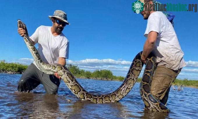 Các nhà sinh vật học bắt một con trăn cái ở tây nam Florida sau khi lần theo trăn đực.