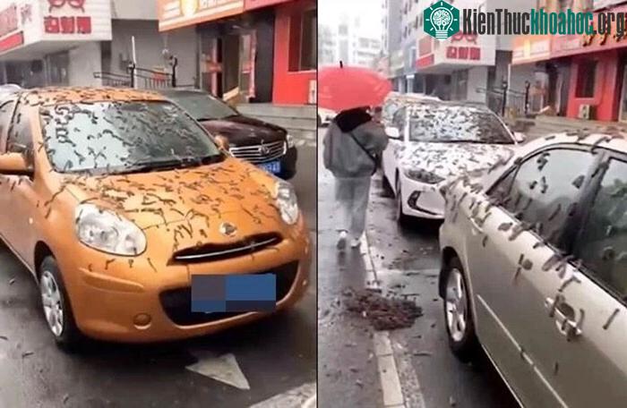 Hình ảnh được coi là cơn mưa sâu ở Liêu Ninh, Trung Quốc.