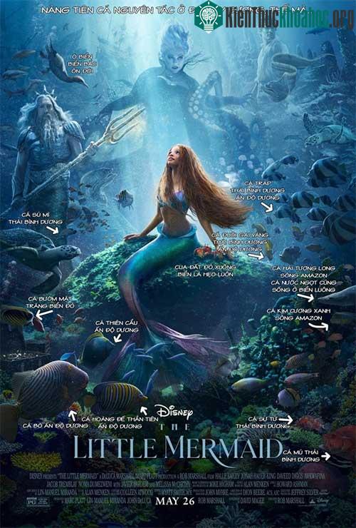 Poster chính thức của phim nàng tiên cá.