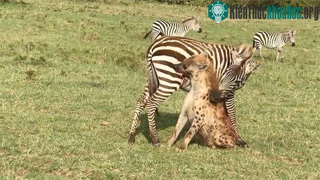 Ngựa vằn là loài ăn cỏ, nhưng không phải con mồi dễ "bắt nạt".
