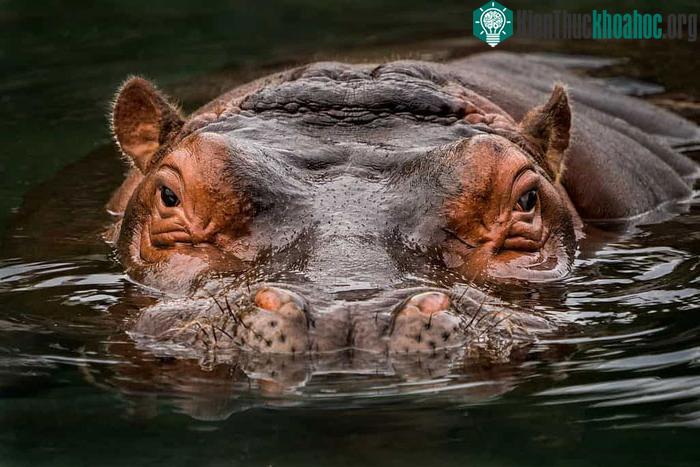 Hà mã là loài động vật ưa nước có kích thước lớn sống ở châu Phi.