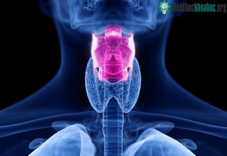 Cổ họng nhân tạo thông minh có thể nhận biết những hợp âm và các chuyển động cơ học.