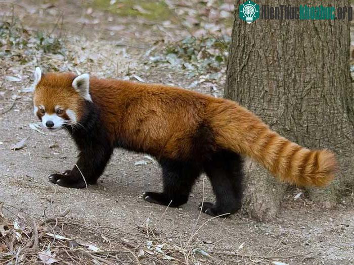 Gấu trúc đỏ