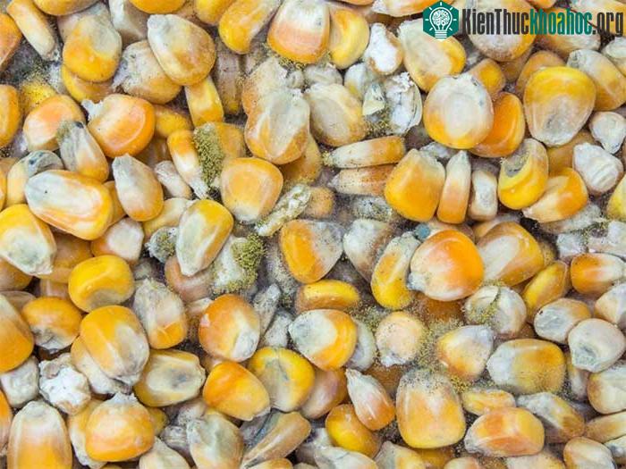 Aflatoxin thường được tìm thấy trong những loại thực phẩm bị mốc và hư hỏng