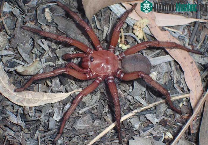 Euoplos dignitas ở Queensland, Australia.