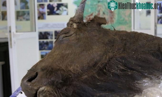 Xác bò bison với phần mô nguyên vẹn.