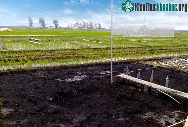 Rơm rạ được đốt thành than sinh học trong thử nghiệm thực địa.