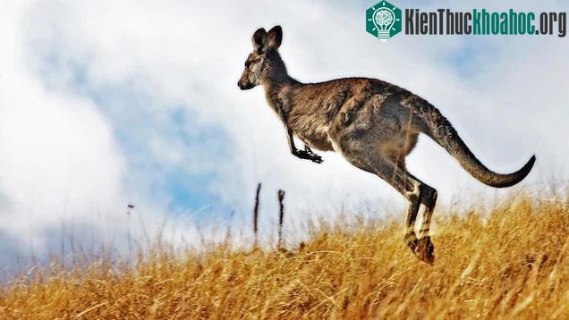 Kangaroo