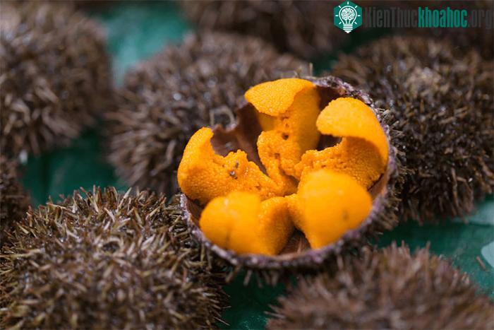 Tại Việt Nam, nhím biển có khoảng 60 loài