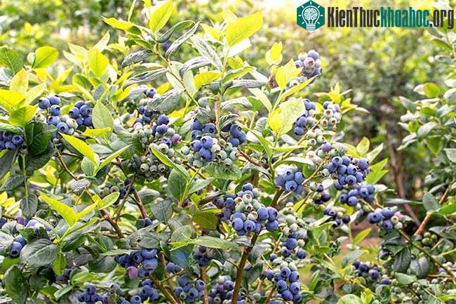Tuồi bản địa Eristalis tenax có khả năng thụ phấn khi chúng tiếp xúc với phấn hoa và mật hoa.