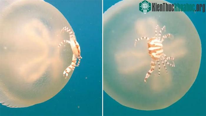 Cua san hô chưa trưởng thành cưỡi trên thân một con sứa blubber.