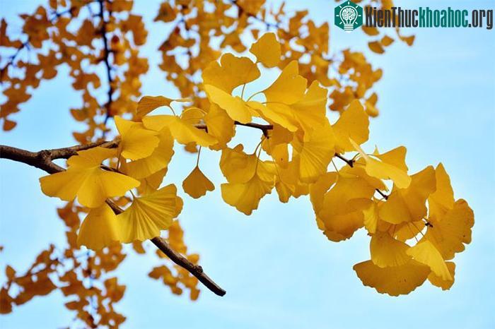 Tuổi thọ cây bạch quả là tổng hòa từ sự cân đối giữa quá trình phát triển và lão hóa