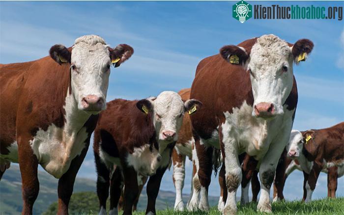 Bò tạo ra khí methane thông qua ợ hơi, cũng như trung tiện (xì hơi).