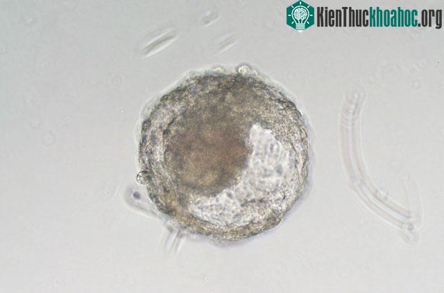 Đây là phôi nhân tạo của khỉ Macaca fascicularis, do các nhà khoa học Trung Quốc phát triển.