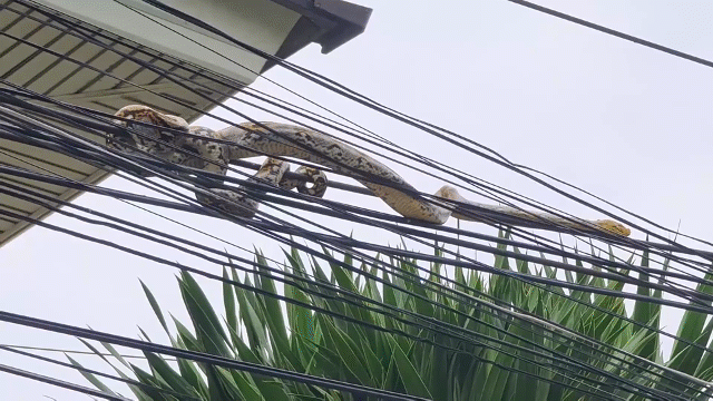 Con trăn khủng đang cuộn mình trên đường dây điện