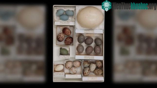 &nbsp;Trứng có thể tròn hơn hoặc nhọn hơn, tùy thuộc vào loài chim.