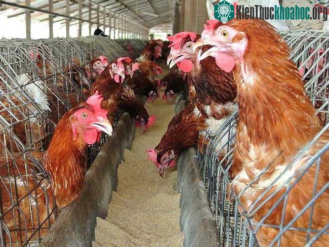 Người phụ nữ là bệnh nhân thứ ba nhiễm virus cúm gia cầm H3N8.