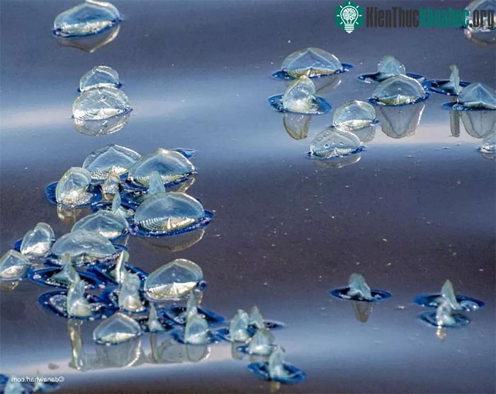 Hàng nghìn sinh vật được biết đến với cái tên "thủy thủ trong gió" đã dạt vào bờ biển Nam California.