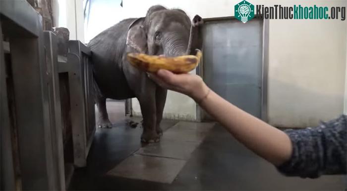 Chú voi dùng chiếc vòi của mình bóc vỏ chuối một cách thành thạo trước khi ăn.&nbsp;