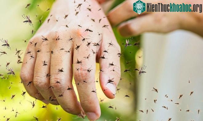 Muỗi đốt người quanh năm do ô nhiễm ánh sáng.