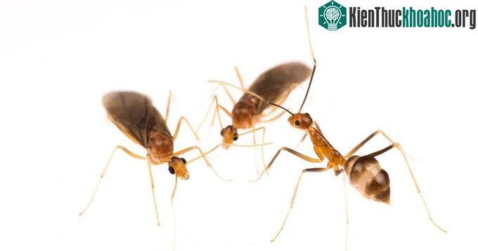 Kiến vàng chimera có phương pháp sinh sản độc đáo, chưa từng được khoa học biết đến.