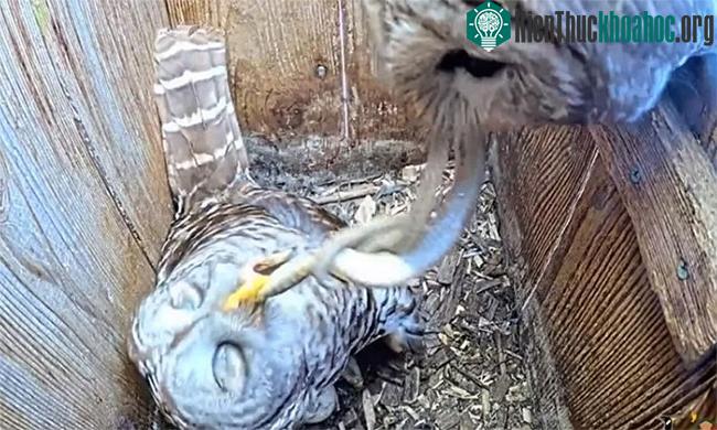 Cú đực đi săn, mang rắn về cho "bạn đời"&nbsp;ăn ảnh 0