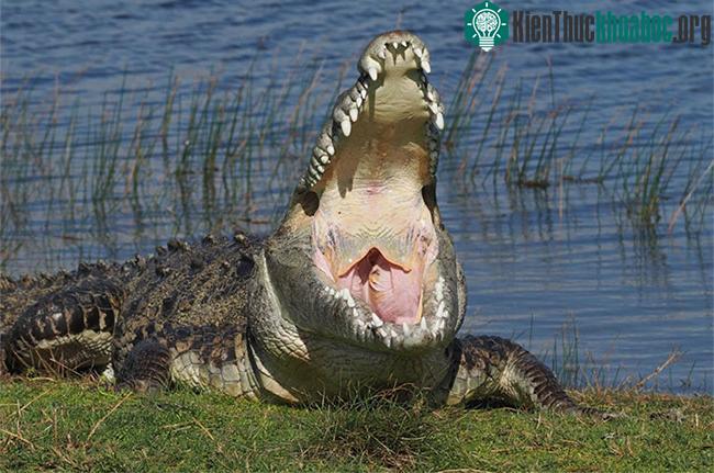 Croczilla nằm trên bờ ao phơi nắng và thường xuyên há miệng để điều chỉnh nhiệt độ cơ thể.