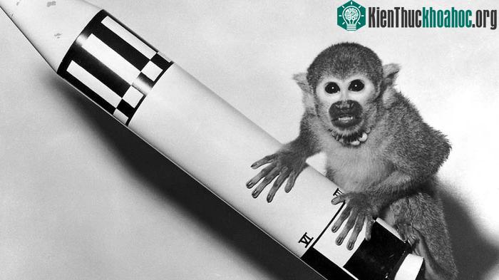 &nbsp;Các nhà sinh vật học đã gửi động vật lên vũ trụ trong nhiều năm