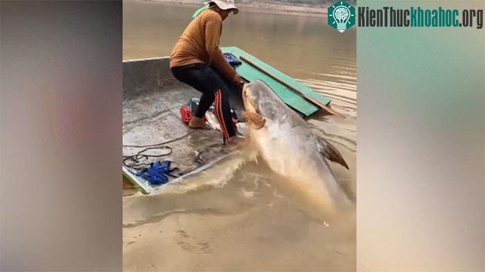 Người câu cá đang vật lộn để kéo con cá khổng lồ lên trên thuyền của mình.