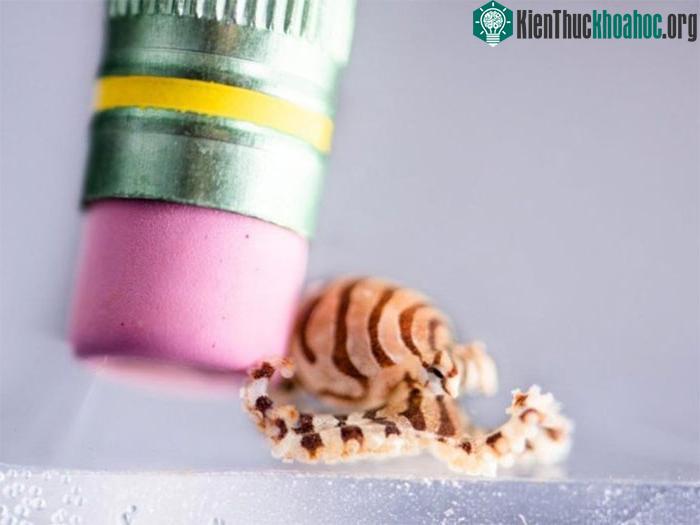 Nguồn gốc, sự phát triển và hệ sinh thái của loài Octopus Chierchiae vẫn chưa được biết.