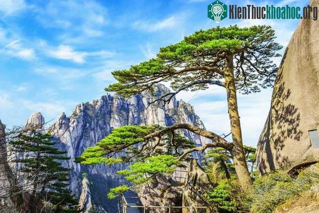 Thông đón khách nổi tiếng của Trung Quốc.