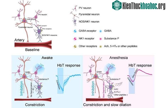 Các tế bào thần kinh PV giải phóng một peptit gọi là "chất P".