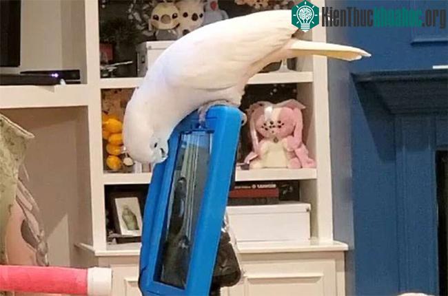 Hình ảnh con vẹt nuôi nhìn vào màn hình để "trò chuyện" với bạn