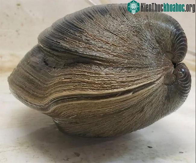 Con nghêu đã 214 tuổi.